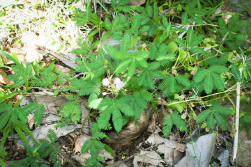 Shows a cluster of variegated green and cream-colored leaves. The plant appears bushy and healthy, with a mix of leaf patterns. Some leaves are tinged with pink or light red, new growth small plants