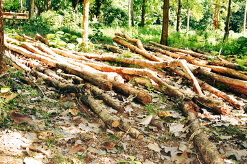 Massive Trees Being Cut Down – Shocking Look at Deforestation and Forest Destruction. Cutting...