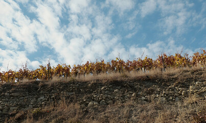 Autumnal Vineyard on Rocky Terrace with Cloudy Sky Backdrop
