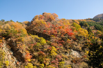 埼玉県秩父市の山肌に広がる紅葉と秋晴れの青空。カエデや落葉樹が赤や黄色に色づき、自然の美しさを感じる絶景風景。旅行や観光、ハイキングやアウトドア、秋の風景素材として最適。

