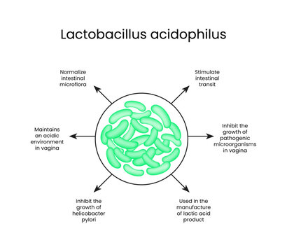 Lactobacillus Acidophilus Benefits and Functions