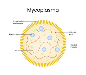 Diagram of Mycoplasma Cell Structure
