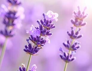Fototapeta premium Close-Up of Vibrant Purple Lavender Flowers in Soft Focus