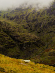 A solitary sheep grazes on a hillside, the rugged, mist-shrouded mountains providing a dramatic backdrop, a sense of peace and solitude pervades.