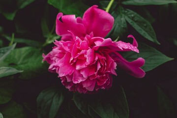 red peony flowers with green leaves close up