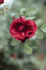 red rose in garden