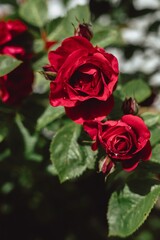 red rose in garden