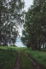 path in the forest