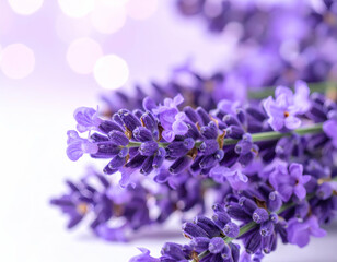 Obraz premium Closeup of Purple Lavender Flowers on White Background
