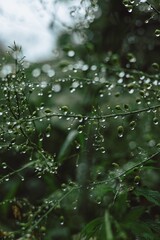 rain drops on a leaf