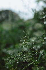 water drops on green grass close-up, background for desktop or phone wallpaper