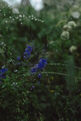 water drops on green grass close-up, background for desktop or phone wallpaper