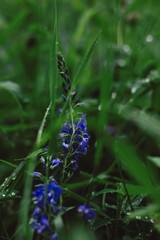  flower in the garden	