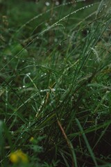 morning dew on a grass