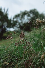 raindrops on green grass close up