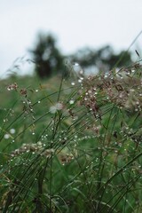 dew on the branches