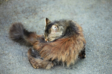 Cute cat sitting on ground