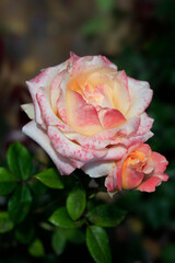 Colorful rose on nature background