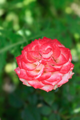 Colorful rose on nature background