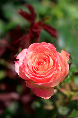 Colorful rose on nature background