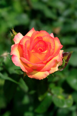 Colorful rose on nature background