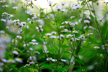 Tiny flowers in summer garden