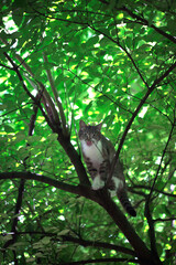 Street cat sitting in tree