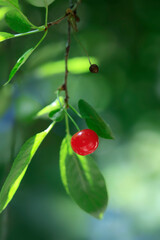 Red cherry in cherry tree