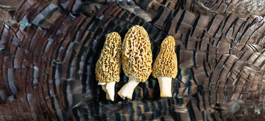 morel mushrooms sitting on harvested spring turkey in Missouri on opening day