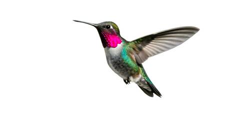 Fototapeta premium colorful hummingbird set soaring in the air isolated on white background PNG, AI GENERATED