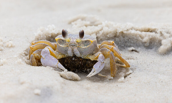 Ghost crab protecting its eggs on the beach