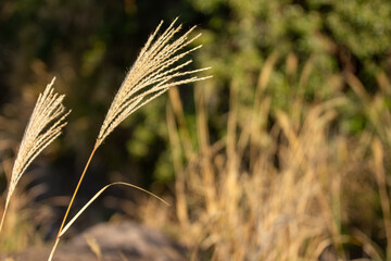 神奈川県真鶴町、真鶴半島番場浦海岸で冬に咲くススキ（芒）のクローズアップ写真。海岸線に自生するススキが季節感とナチュラルな雰囲気を伝える一枚。観光、環境、自然、季節素材など幅広い用途におすすめ。

