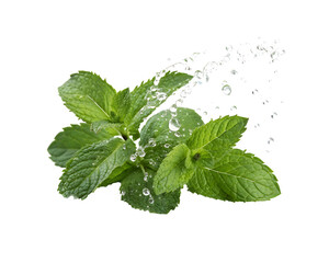 Fresh Mint Leaves with Water Splash on transparent background.