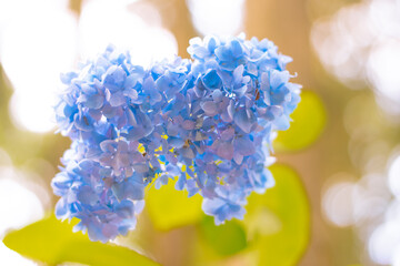 Delicate Blue Hydrangea Flower Blooming with Soft Bokeh Background