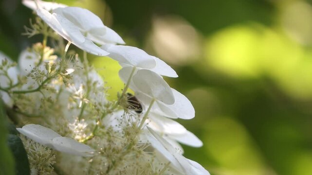 Oak-leaved hydrangea, white filigree flowers and green leaves of the oak-leaved hydrangea, hoverfly on white petals, insects flying around, filigree pollen stamps