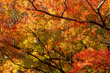 神奈川県湯河原町で撮影した、燃えるように美しい紅葉。日本の秋を象徴するモミジの葉が、赤、オレンジ、黄色に色づき、鮮やかなグラデーションを見せている。和風デザインの背景や壁紙として最適なテクスチャ。

