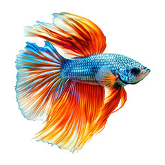 Fototapeta premium Vibrant blue and orange fish with flowing fins isolated on black background