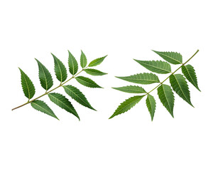 Two sprigs of neem leaves isolated on a transparent background.