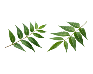 Two sprigs of neem leaves isolated on a transparent background.