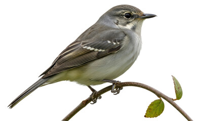 Isolated Bird on Branch