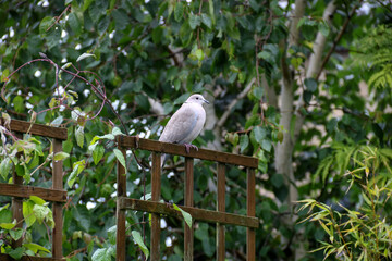 Collared Dove Perched on a Garden Trellis After a Rain Shower