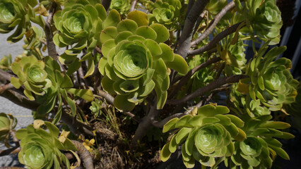 Aeonium Arboreum Tree Aeonium close up in the garden. Beautiful evergreen succulent plant with thick woody stems and large rosettes