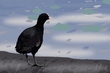 An illustration of a coot standing by the water