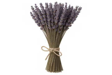 Lavender bouquet with rustic twine binding, presenting aromatic dried blossoms against transparent backdrop for herbal wellness and decorative styling