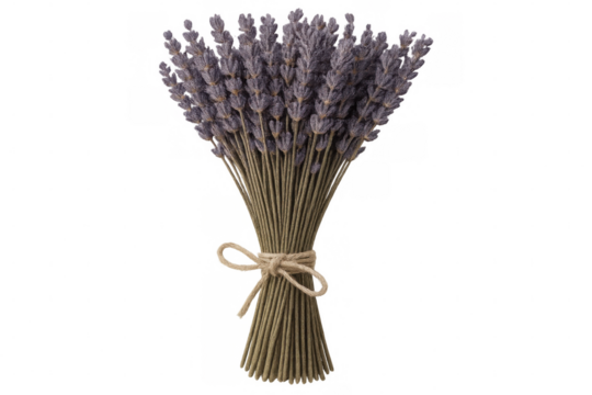 Lavender bouquet with rustic twine binding, presenting aromatic dried blossoms against transparent backdrop for herbal wellness and decorative styling