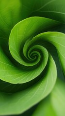 Close-up of a green spiral leaf pattern, showcasing nature's geometric design and vibrant color.