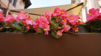 Begonia is a genus of perennial flowering plants in the family Begoniaceae. The genus contains more than 2,000 different plant species.