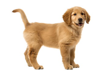  golden retriever puppy isolated on white background PNG ,AI GENERATED