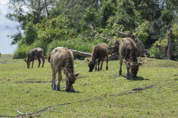 A herd of Asian buffalo or water buffalo calf are eating grass on the beach. A herd of water buffalo or Indian buffalo calf playing and eating fresh grass