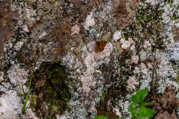 Pararge aegeria pertenece a la familia Nymphalidae.